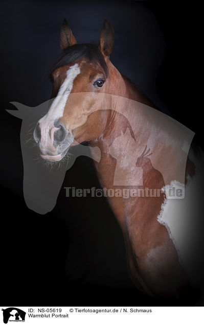 Warmblut Portrait / Warmblood portrait / NS-05619