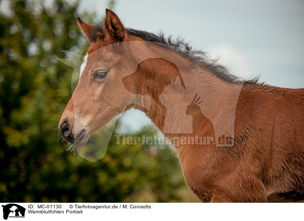 Warmblutfohlen Portrait / Warmblood foal portrait / MC-01130