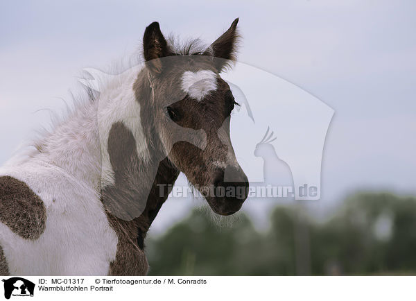 Warmblutfohlen Portrait / Warmblood foal portrait / MC-01317