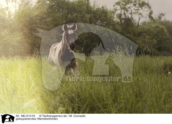 galoppierendes Warmblutfohlen / galloping Warmblood foal / MC-01319