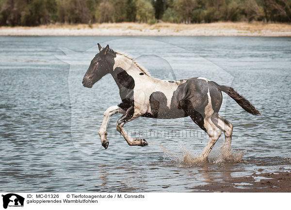 galoppierendes Warmblutfohlen / galloping Warmblood foal / MC-01326