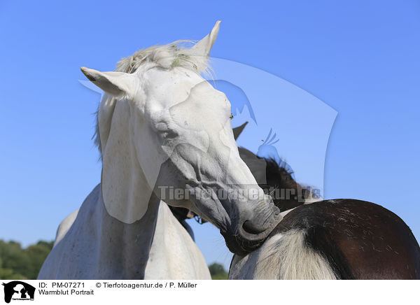 Warmblut Portrait / Warmblood portrait / PM-07271