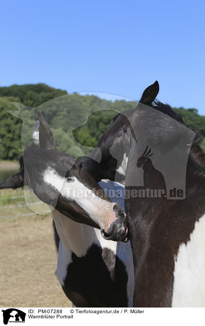 Warmblter Portrait / Warmbloods portrait / PM-07288