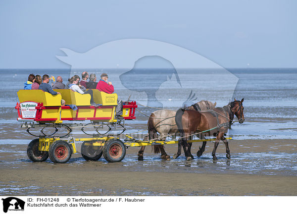 Kutschfahrt durch das Wattmeer / Carriage ride through the mud flats / FH-01248