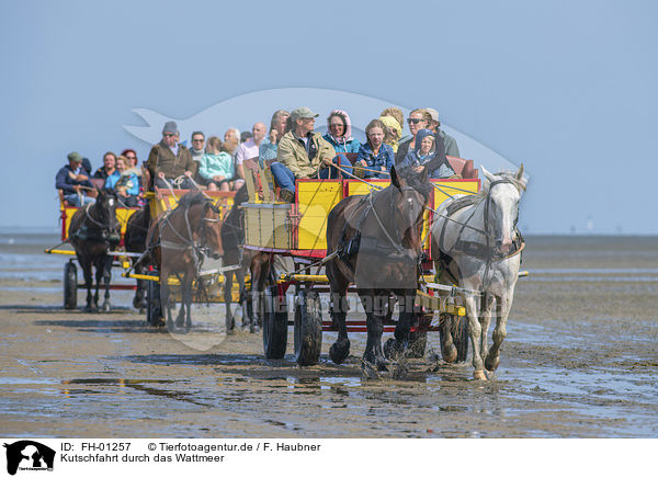 Kutschfahrt durch das Wattmeer / Carriage ride through the mud flats / FH-01257