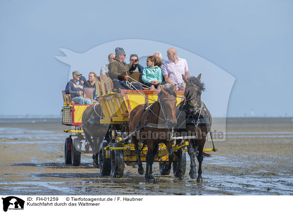 Kutschfahrt durch das Wattmeer / Carriage ride through the mud flats / FH-01259