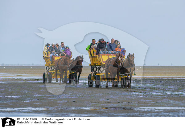 Kutschfahrt durch das Wattmeer / Carriage ride through the mud flats / FH-01260