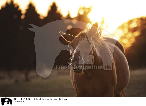 Warmblut / Warmblood / KFI-01403