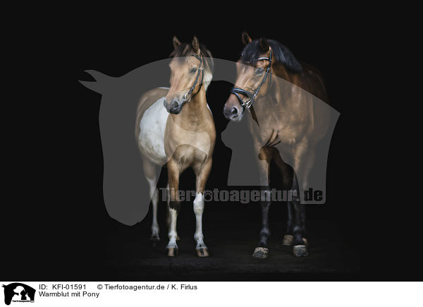 Warmblut mit Pony / Warmblood with Pony / KFI-01591