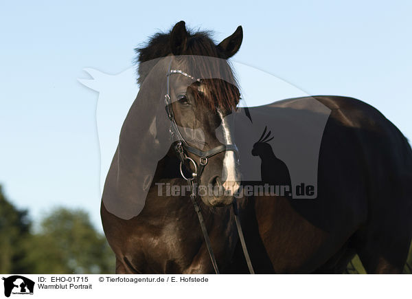 Warmblut Portrait / EHO-01715