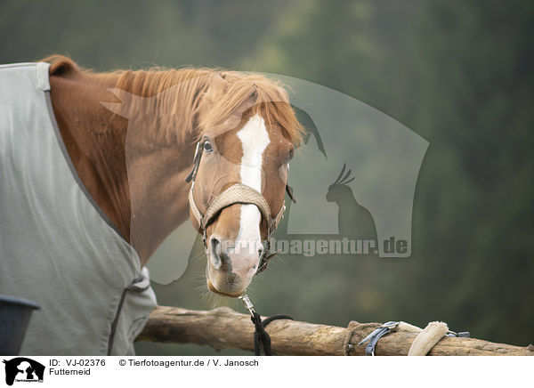 Futterneid / jealousy about food / VJ-02376