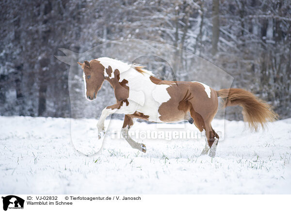 Warmblut im Schnee / VJ-02832