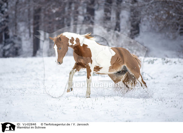 Warmblut im Schnee / VJ-02846