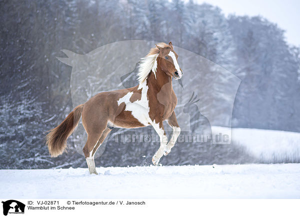 Warmblut im Schnee / wamblood in winter / VJ-02871