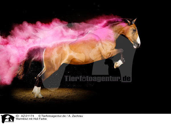 Warmblut mit Holi Farbe / AZ-01174