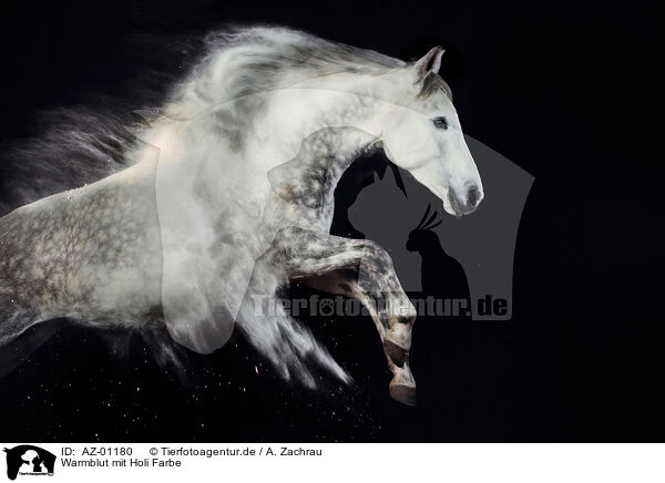 Warmblut mit Holi Farbe / Warmblood with holi colour / AZ-01180