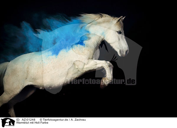 Warmblut mit Holi Farbe / Warmblood with holi colour / AZ-01248