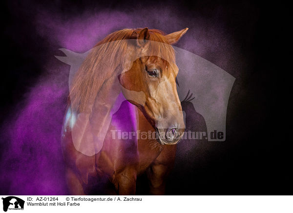 Warmblut mit Holi Farbe / Warmblood with holi colour / AZ-01264