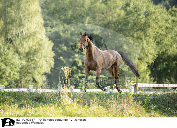 trabendes Warmblut / trotting warmblood / VJ-03547