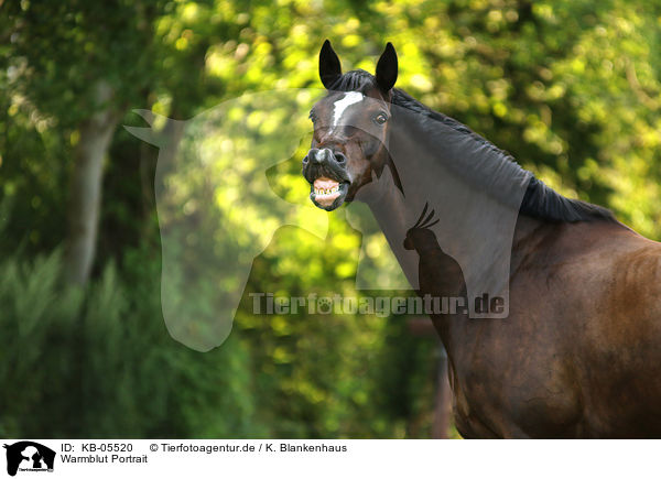 Warmblut Portrait / warmblood portrait / KB-05520