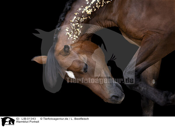 Warmblut Portrait / warmblood portrait / LIB-01343