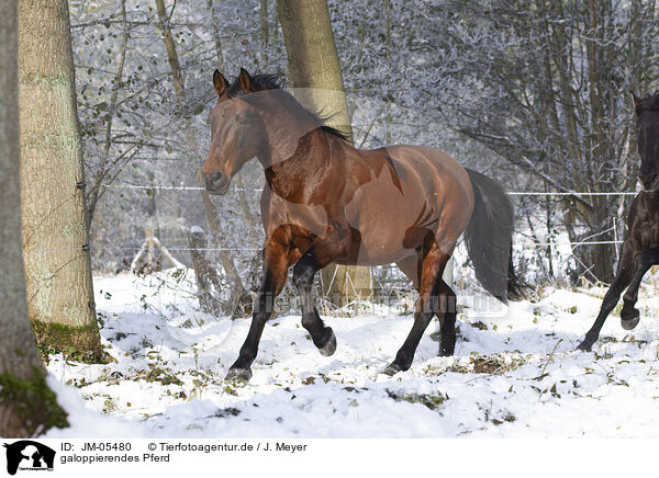galoppierendes Pferd / galloping horse / JM-05480