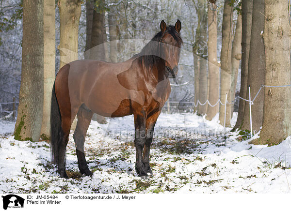 Pferd im Winter / horse in winter / JM-05484