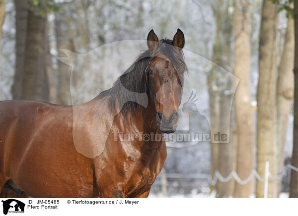 Pferd Portrait / horse portrait / JM-05485