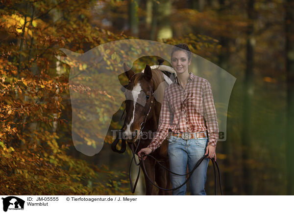Warmblut / Warmblood / JM-05555