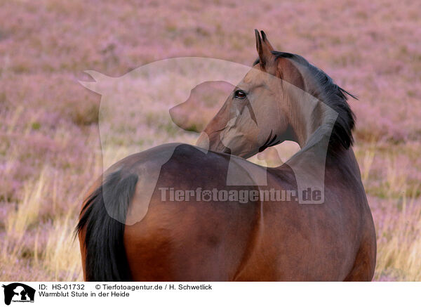 Warmblut Stute in der Heide / warmblood mare in heath / HS-01732