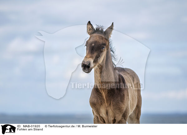 Fohlen am Strand / foal at the beach / MAB-01920