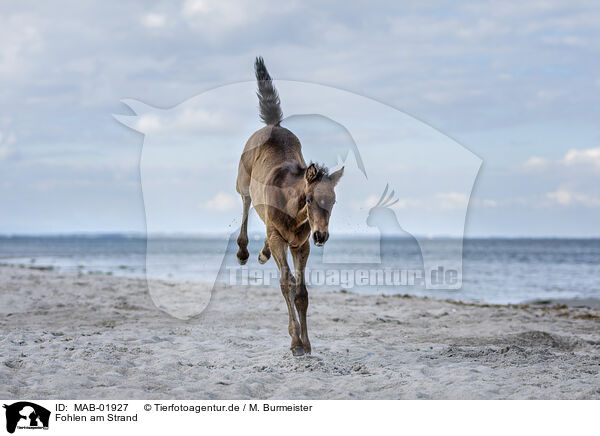 Fohlen am Strand / foal at the beach / MAB-01927