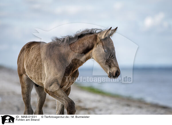 Fohlen am Strand / foal at the beach / MAB-01931