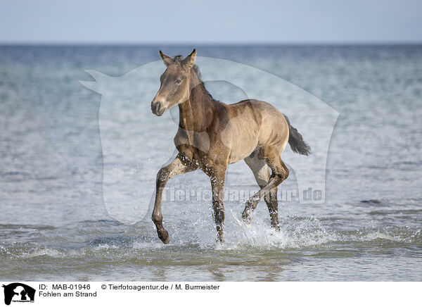Fohlen am Strand / foal at the beach / MAB-01946