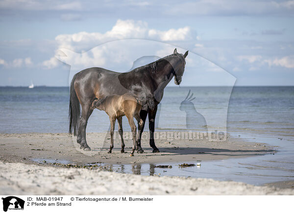 2 Pferde am Strand / MAB-01947