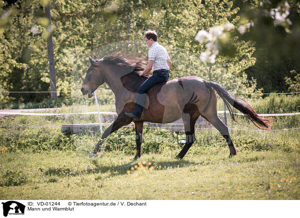 Mann und Warmblut / VD-01244