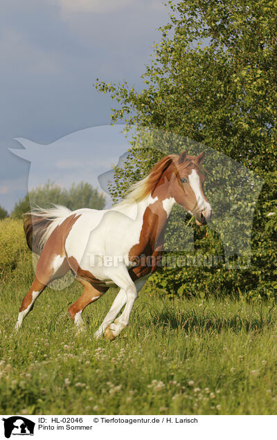 Pinto im Sommer / Pinto in summer / HL-02046