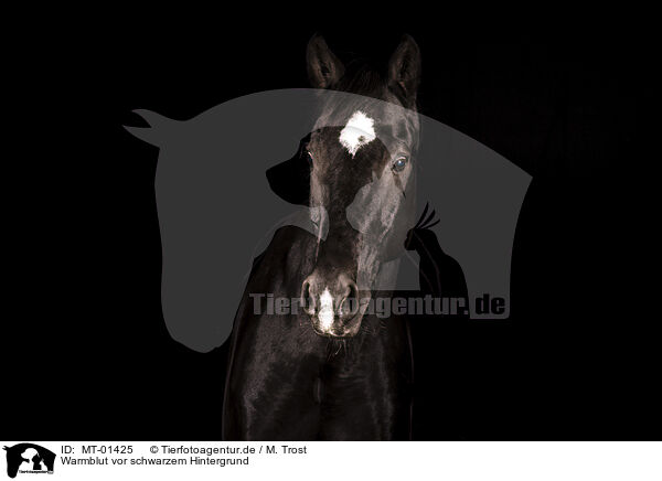 Warmblut vor schwarzem Hintergrund / horse in front of black background / MT-01425