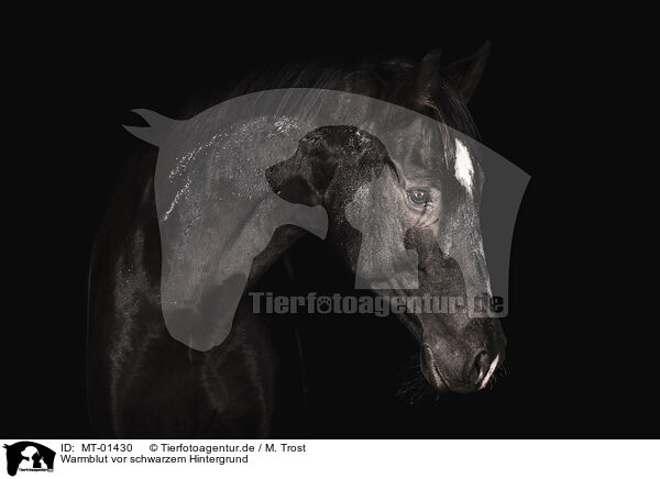 Warmblut vor schwarzem Hintergrund / horse in front of black background / MT-01430