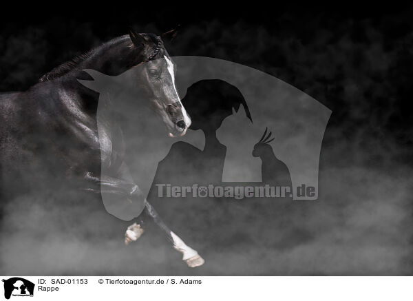 Rappe / black horse / SAD-01153