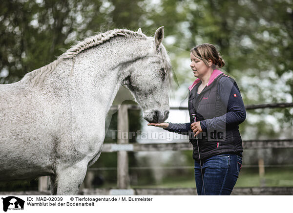 Warmblut bei der Bodenarbeit / MAB-02039