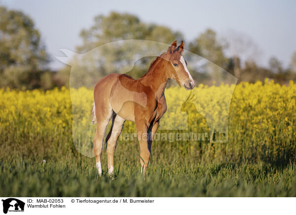 Warmblut Fohlen / warmblood foal / MAB-02053