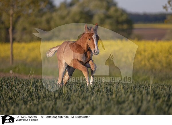 Warmblut Fohlen / warmblood foal / MAB-02066