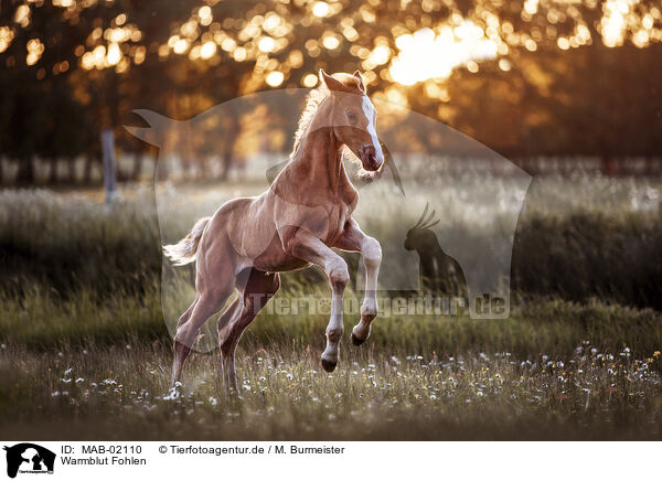 Warmblut Fohlen / warmblood foal / MAB-02110