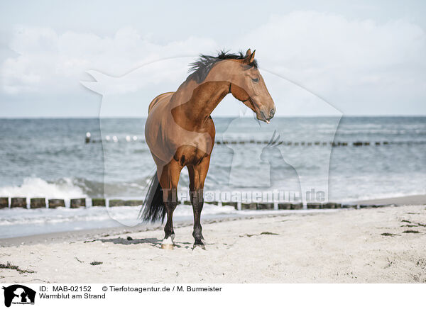 Warmblut am Strand / wamblood at the beach / MAB-02152