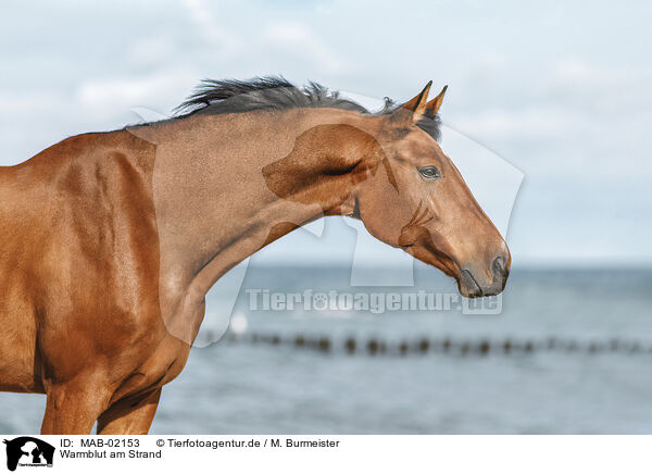 Warmblut am Strand / wamblood at the beach / MAB-02153