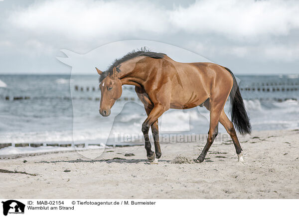 Warmblut am Strand / wamblood at the beach / MAB-02154