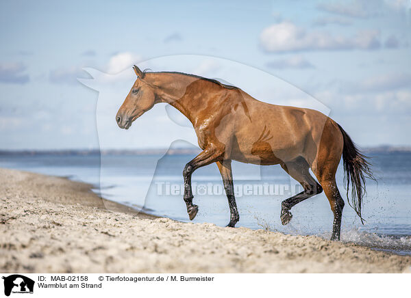 Warmblut am Strand / wamblood at the beach / MAB-02158