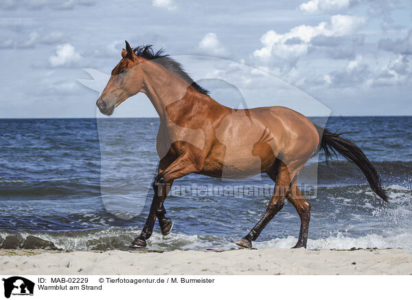 Warmblut am Strand / wamblood at the beach / MAB-02229