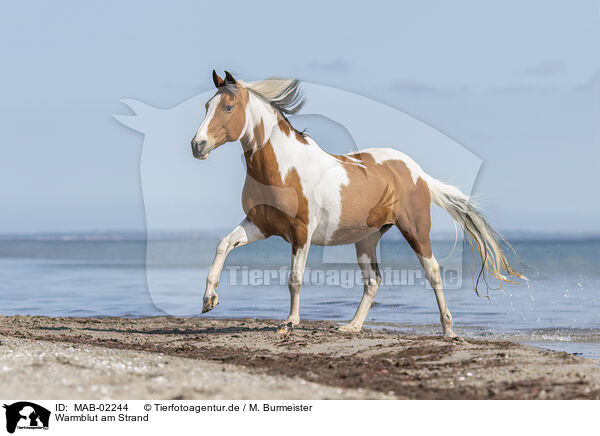 Warmblut am Strand / MAB-02244
